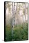 USA, New Hampshire. Birch Trees in Clearing Fog-Jaynes Gallery-Framed Stretched Canvas