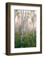 USA, New Hampshire. Birch Trees in Clearing Fog-Jaynes Gallery-Framed Photographic Print