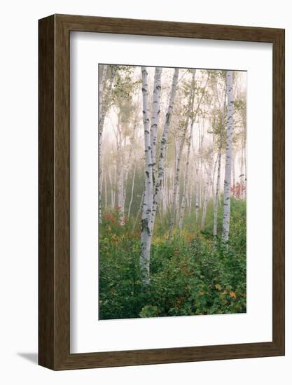USA, New Hampshire. Birch Trees in Clearing Fog-Jaynes Gallery-Framed Photographic Print