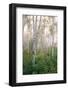 USA, New Hampshire. Birch Trees in Clearing Fog-Jaynes Gallery-Framed Photographic Print