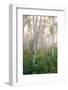 USA, New Hampshire. Birch Trees in Clearing Fog-Jaynes Gallery-Framed Photographic Print