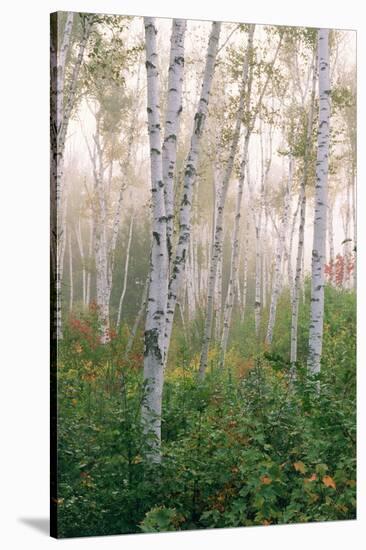 USA, New Hampshire. Birch Trees in Clearing Fog-Jaynes Gallery-Stretched Canvas