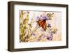 USA, New Hampshire, Bretton Woods, monarch butterfly on aster-Alison Jones-Framed Photographic Print