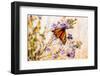 USA, New Hampshire, Bretton Woods, monarch butterfly on aster-Alison Jones-Framed Photographic Print