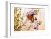 USA, New Hampshire, Bretton Woods, monarch butterfly on aster-Alison Jones-Framed Photographic Print