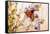 USA, New Hampshire, Bretton Woods, monarch butterfly on aster-Alison Jones-Framed Stretched Canvas