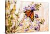 USA, New Hampshire, Bretton Woods, monarch butterfly on aster-Alison Jones-Stretched Canvas