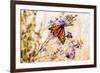 USA, New Hampshire, Bretton Woods, monarch butterfly on aster-Alison Jones-Framed Photographic Print