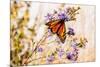 USA, New Hampshire, Bretton Woods, monarch butterfly on aster-Alison Jones-Mounted Photographic Print