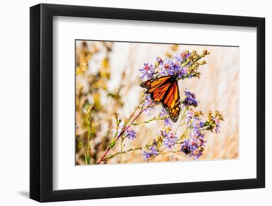 USA, New Hampshire, Bretton Woods, monarch butterfly on aster-Alison Jones-Framed Premium Photographic Print