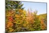 USA, New Hampshire, fall foliage Bretton Woods at base of Mount Washington-Alison Jones-Mounted Photographic Print