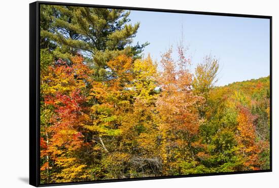 USA, New Hampshire, fall foliage Bretton Woods at base of Mount Washington-Alison Jones-Framed Stretched Canvas