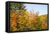 USA, New Hampshire, fall foliage Bretton Woods at base of Mount Washington-Alison Jones-Framed Stretched Canvas