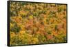 USA, New Hampshire, fall foliage Bretton Woods at base of Mount Washington-Alison Jones-Framed Stretched Canvas