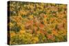 USA, New Hampshire, fall foliage Bretton Woods at base of Mount Washington-Alison Jones-Stretched Canvas