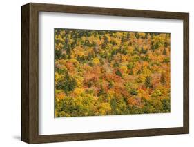 USA, New Hampshire, fall foliage Bretton Woods at base of Mount Washington-Alison Jones-Framed Photographic Print