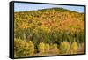 USA, New Hampshire, fall foliage Bretton Woods at base of Mount Washington-Alison Jones-Framed Stretched Canvas