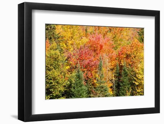 USA, New Hampshire, fall foliage Bretton Woods at base of Mount Washington-Alison Jones-Framed Photographic Print