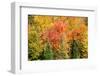 USA, New Hampshire, fall foliage Bretton Woods at base of Mount Washington-Alison Jones-Framed Photographic Print