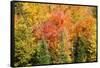 USA, New Hampshire, fall foliage Bretton Woods at base of Mount Washington-Alison Jones-Framed Stretched Canvas