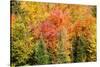 USA, New Hampshire, fall foliage Bretton Woods at base of Mount Washington-Alison Jones-Stretched Canvas