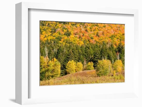 USA, New Hampshire, fall foliage Bretton Woods at base of Mount Washington-Alison Jones-Framed Photographic Print