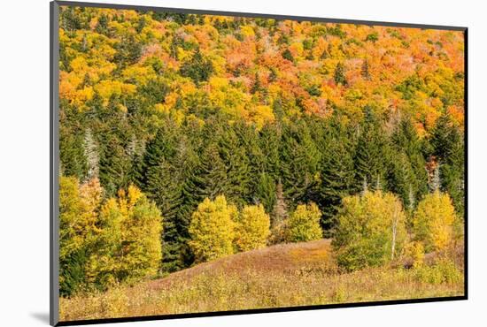 USA, New Hampshire, fall foliage Bretton Woods at base of Mount Washington-Alison Jones-Mounted Photographic Print