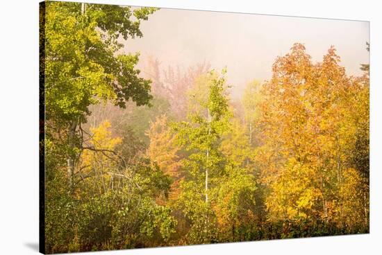 USA, New Hampshire, fall foliage north of Whitefield, along Rt. 3.-Alison Jones-Stretched Canvas