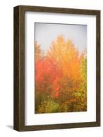 USA, New Hampshire, fall foliage north of Whitefield, along Rt. 3.-Alison Jones-Framed Photographic Print