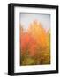 USA, New Hampshire, fall foliage north of Whitefield, along Rt. 3.-Alison Jones-Framed Photographic Print