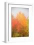 USA, New Hampshire, fall foliage north of Whitefield, along Rt. 3.-Alison Jones-Framed Photographic Print