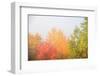 USA, New Hampshire, fall foliage north of Whitefield, along Rt. 3.-Alison Jones-Framed Photographic Print