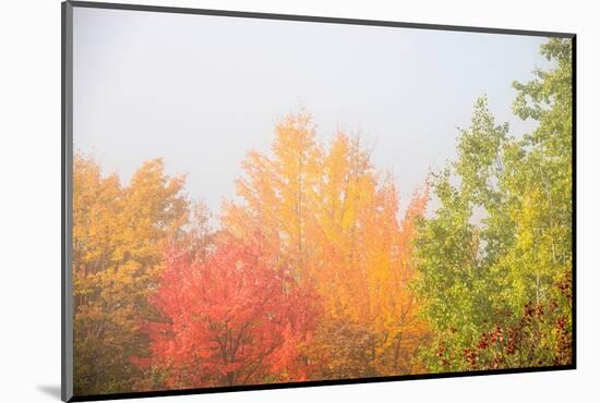 USA, New Hampshire, fall foliage north of Whitefield, along Rt. 3.-Alison Jones-Mounted Photographic Print