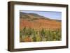 USA, New Hampshire, fall foliage-Alison Jones-Framed Photographic Print