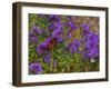 USA, New Hampshire field of daisies with Monarch Butterfly feeding just off of Highway 302-Sylvia Gulin-Framed Photographic Print