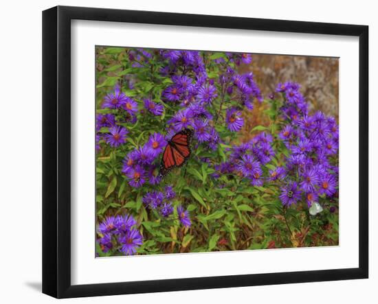 USA, New Hampshire field of daisies with Monarch Butterfly feeding just off of Highway 302-Sylvia Gulin-Framed Photographic Print