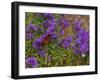 USA, New Hampshire field of daisies with Monarch Butterfly feeding just off of Highway 302-Sylvia Gulin-Framed Photographic Print