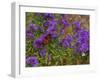 USA, New Hampshire field of daisies with Monarch Butterfly feeding just off of Highway 302-Sylvia Gulin-Framed Photographic Print