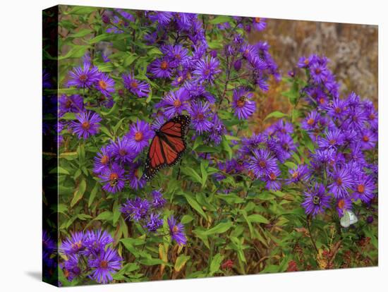 USA, New Hampshire field of daisies with Monarch Butterfly feeding just off of Highway 302-Sylvia Gulin-Stretched Canvas