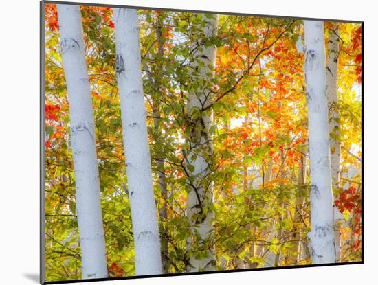 USA, New Hampshire, Franconia, Autumn Colors surrounding group of White Birch tree trunks.-Sylvia Gulin-Mounted Photographic Print