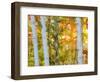 USA, New Hampshire, Franconia, Autumn Colors surrounding group of White Birch tree trunks.-Sylvia Gulin-Framed Photographic Print