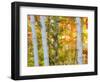 USA, New Hampshire, Franconia, Autumn Colors surrounding group of White Birch tree trunks.-Sylvia Gulin-Framed Photographic Print