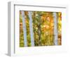 USA, New Hampshire, Franconia, Autumn Colors surrounding group of White Birch tree trunks.-Sylvia Gulin-Framed Photographic Print