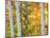 USA, New Hampshire, Franconia, Autumn Colors surrounding group of White Birch tree trunks.-Sylvia Gulin-Mounted Photographic Print