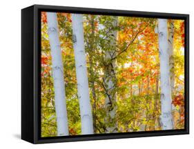 USA, New Hampshire, Franconia, Autumn Colors surrounding group of White Birch tree trunks.-Sylvia Gulin-Framed Stretched Canvas