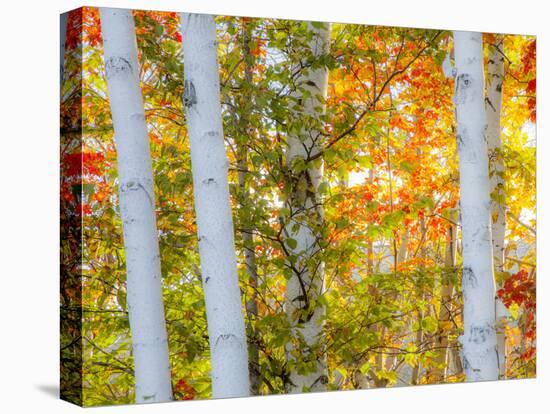 USA, New Hampshire, Franconia, Autumn Colors surrounding group of White Birch tree trunks.-Sylvia Gulin-Stretched Canvas