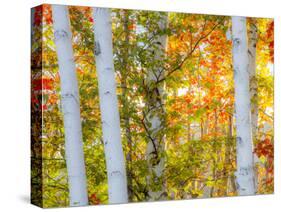 USA, New Hampshire, Franconia, Autumn Colors surrounding group of White Birch tree trunks.-Sylvia Gulin-Stretched Canvas