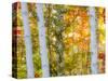 USA, New Hampshire, Franconia, Autumn Colors surrounding group of White Birch tree trunks.-Sylvia Gulin-Stretched Canvas