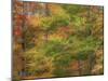 USA, New Hampshire, Franconia hardwood forest of maple trees in Autumn-Sylvia Gulin-Mounted Photographic Print