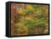 USA, New Hampshire, Franconia hardwood forest of maple trees in Autumn-Sylvia Gulin-Framed Stretched Canvas